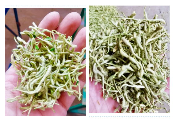 凯时AG登录入口河北邢台某金银花烘干项目